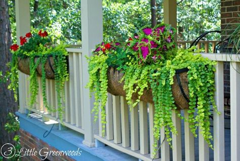 Sharing is Caring! MUST PIN post for awesome curb appeal! Best ideas for hanging baskets to turn your front porch planters into instant WOW!… Planters Boxes, Railing Planters, Creeping Jenny, Hanging Flower Baskets, Hanging Plants Indoor, Hanging Plant Holder, Plants For Hanging Baskets, Plant Cuttings, Container Garden