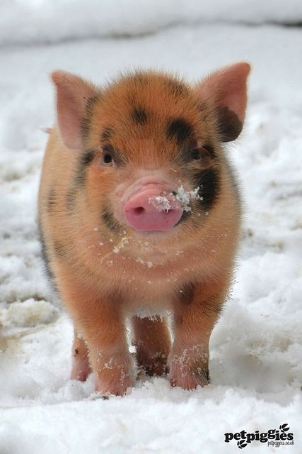 Cute Pet Pig In The Snow - I want to hug it for forever! The Snow