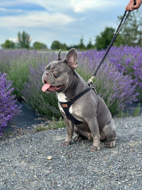 This is the one and only Ollie. He is a 32lb French Bulldog. He is the sweetest most cuddly boy there is. He loves sleeping with his tongue out and playing fetch with all of his toys. You can follow him on Instagram and Tik Tok at @ollie_the_lilac_frenchie Adult French Bulldog, Lilac Merle French Bulldog, Lilac French Bulldog, French Bulldog Full Grown Size, Blue And Tan French Bulldog, Puppy Palace, Lilac And Tan French Bulldog, Pet Room, French Bulldog Sitting