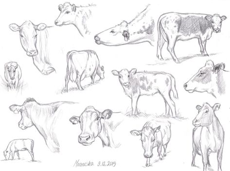 Cow Sketches Pencil, Cow Anatomy Drawing, Cows Reference, Longhorn Cow Drawing, Cow Reference Drawing, How To Draw Cows, Cow Drawing Sketch, Cow Drawing Reference, Cow Pencil Sketch