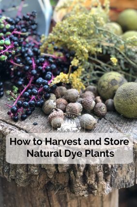 Harvesting Natural Dye Plants - Timber Creek Farm Acorn Dye, Plant Experiments, Plants Store, Dye Plants, Eco Dyeing Fabric, Dye Garden, Diy Dye, Natural Dye Fabric, Eco Dyeing