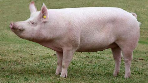 Large White Pig Breed Profile - Agraryo - Agriculture Guide Pig Reference, Large White Pig, Pig Breeds, White Pig, Pig Sculpture, Raising Pigs, Wild Pig, Food Production, Pig Farming