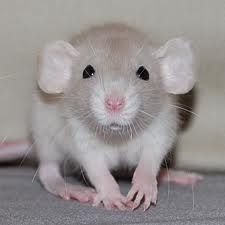 pet fancy rats Rats Cute, Baby Rat, Dumbo Rats, Dumbo Rat, Fancy Rats, Baby Rats, Rats And Mice, Fancy Rat, Pet Rat