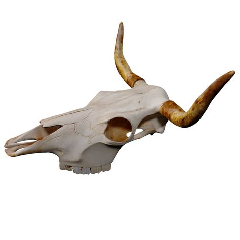 Positive Photography, Body Positive Photography, Skull Model, Steer Skull, Animal Skull, Cow Head, Bull Skull, Bull Skulls, Body Positive