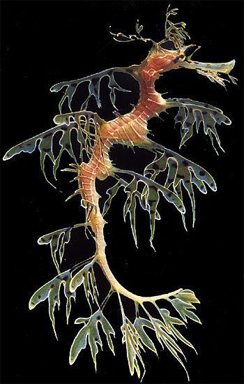 Weedy Sea Dragon, Leafy Sea Dragon, Swimming Sea, Paradise Sea, Sea Dragons, Creature Marine, Fauna Marina, Beneath The Sea, Deep Sea Creatures