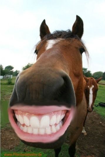 Funny Cringe Photos, Goofy Horse, Funny Horse Pics, Equestrian Funny, Silly Horse, Horse Smiling, Horse Meme, Horse Background, Funny Life Hacks