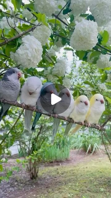 Text Analysis, Natural Language Processing, Cutest Thing Ever, May 23, Machine Learning, The Cutest, Birds, On Instagram, Instagram