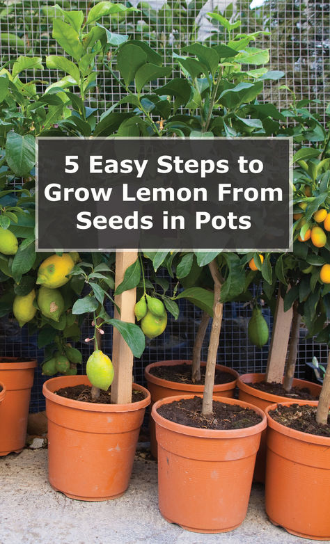 Have you ever heard the phrase, “When life gives you a lemon, make ‘trees’?”  Not verbatim, of course.   Well, here is the simplest interpretation of that phrase. Any time you buy that lemon from the grocery, set aside a seed or two for propagation.  How to grow a lemon tree from seed is practically a simple DIY process.  In today’s post, you’ll learn five easy steps to grow a lemon from seed, plus maintenance tips. You’re also going to learn about the common pests... Lemon Tree From Seed Diy, How To Grow A Lemon Tree From Seed, Grow Lemon Tree From Seed, Planting Lemon Seeds, Lemon Tree From Seed, Growing Vegetables In Pots, Diy Container Gardening, Lemon Seeds, How To Grow Lemon