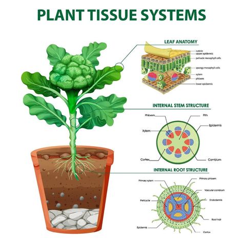 Root Structure, Plant Tissue, Classroom Posters, Free Sign, Royalty Free Images, Free Images, Vector Art, Vector Free, Royalty