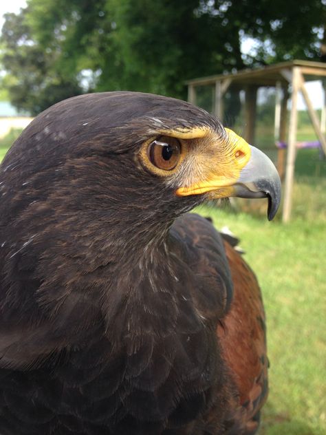 Harrison the Harris hawk. Hope to have him and Ivan as part of my half sleeve! Harris Hawk, Half Sleeve, Bald Eagle, Birds, Tattoos, Animals, Quick Saves