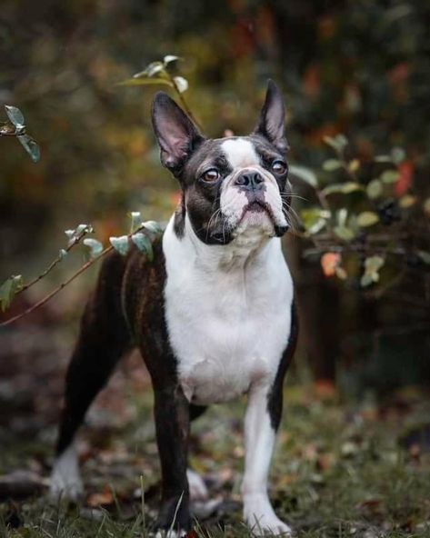 Larry from Hungary 🎩🐾🐾 Boston Terriers For Sale, Boston Terrier Aesthetic, Boston Terrier Photography, Boston Terrier Rescue, Boston Terrier Lover, Boston Terrier Puppy, Boston Terrier Love, Dog Rules, Hungary