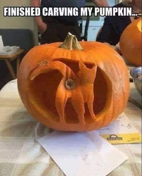 24 Perfect Memes for Having a Good Time - Funny Gallery Meme Pumpkin, Funny Pumpkin Carvings, Cat Pumpkin Carving, Cute Pumpkin Carving, Halloween Pumpkin Carving Stencils, Pumkin Carving, Pumpkin Carving Party, Creative Pumpkin Carving, Easy Pumpkin Carving