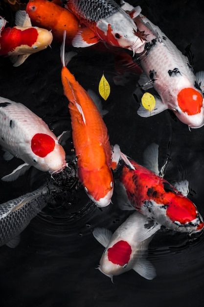 Top view colorful koi fishes | Premium Photo #Freepik #photo #aquatic #undersea #marine-life #fish Pond Top View, Fish Top View, Koi Fishes, The Breeders, Japanese Koi Fish, Shopping Mall Architecture, Fish Breeding, Japanese Koi, Fish Pond