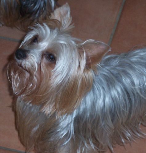 Reminds me of my Lu Lu. Beautiful silver yorkie... Silver Yorkie, Dream Puppy, Yorkie Terrier, Terrier Dog, Dog Breed, Yorkshire Terrier, Yorkie, Dog Owners, Yorkshire