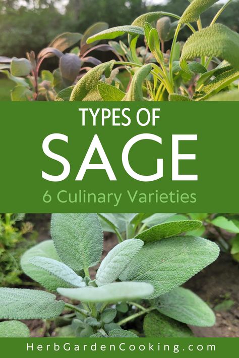 Discover the best kinds of sage to cook with. Learn about different varieties and how to grow them in your home herb garden. Types Of Sage Plants, Sage Varieties, Home Herb Garden, Sage Plants, Types Of Sage, Drying Fresh Herbs, Sage Recipes, Growing Cilantro, Sage Herb