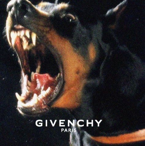 Givenchy Dog, Dog Shirts, Givenchy Paris, Dogs Love, Love Animals, Cool Themes, Dog Shirt, Animals Pets, My Mind