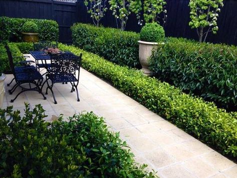 Box Hedge Ideas, Laurel Hedge Front Garden, Gardenia Hedge, Preppy Pinterest, Formal Garden Design, Dark Garden, Garden Hedges, Garden Walls, Star Jasmine