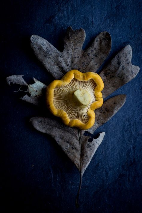 Golden Chanterelle, Mushroom Appetizer, Golden Mushroom, Chanterelle Mushrooms, Mushroom Appetizers, White Oak Tree, Wild Mushroom, Fresh Cheese, Smoked Food Recipes