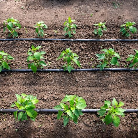 Embrace efficiency in your garden with the wonders of drip irrigation! 🌱💧 This method targets the roots directly, leading to less water waste and happier plants. Here's why it's a game-changer: 🌊 Water Conservation: Drip systems use up to 30-50% less water than traditional watering methods. 🌿 Healthier Plants: Water directly at the root zone reduces fungal diseases and promotes healthy growth. 💸 Cost-Effective: Efficient water use saves on your bill and reduces the need for costly soil amend... Drip System, Crop Production, Drip Irrigation System, Water Waste, Pepper Plants, Rain Water Collection, Drip Irrigation, Drought Tolerant Plants, Edible Plants