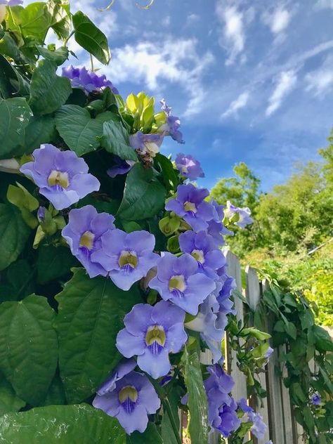 Sky Flower Vine (Thunbergia grandiflora) Thunbergia Grandiflora, Flowers Growing, Purple Garden, English Cottage Garden, Blue Garden, Creative Gardening, Pretty Plants, Exotic Flowers, Flower Beauty