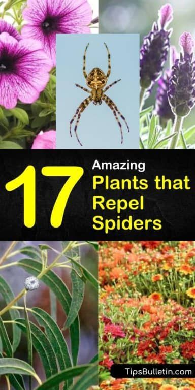 Learn how to transform yards and decks in a way that will help keep spiders at bay. Find out what indoor plants help deter spiders and other flying pests while beautifying your home. #repelspiders #plants #spiders #pestcontrol Plants That Deter Bugs, Bug Deterring Plants, Spider Repellent Plants, Plants That Deter Mosquitos, Plants That Repel Spiders, Insect Repellent Plants, Spiders Repellent, Plants That Repel Bugs, Get Rid Of Spiders