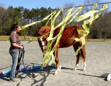 Desensitizing Horses, Horse Desensitizing, Horse Obstacle Course Ideas, Horse Obstacle Course, Obstacle Course Ideas, Horse Obstacles, Horse Training Exercises, Training Horses, Horse Lessons