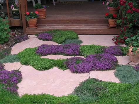 big thyme plants in tiny cracks: wooly thyme, white thyme, veronica Woolly Thyme, Wooly Thyme, Thyme Plant, Lawn Alternatives, Garden Pathway, Ground Cover, Lawn And Garden, Rock Garden, Garden Paths