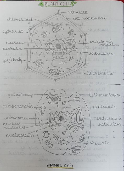 Chemistry Diagrams Science, Science Diagrams Biology, Plant And Animal Cell Drawing, Plant Cell And Animal Cell Diagram, Biology Sketches, Bio Diagrams, Animal Cell Diagram, Animal Cell Drawing, Human Eye Diagram