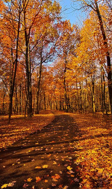 Through The Woods We Go | Wisconsin Horizons by Phil Koch. L… | Flickr Leaves On The Ground, Image Nature, Autumn Scenes, Autumn Scenery, Milwaukee Wisconsin, Dirt Road, Autumn Beauty, Fall Pictures, Favorite Season