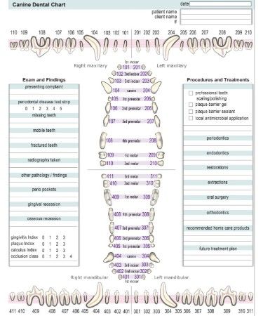 View, Download or Print this Canine Dental Chart PDF completely free.This chart is easily accessible and can be incorporated into any of your personal uses. Veterinary Dental Chart, Feline Dental Chart, Canine Dental Chart, Teeth Chart, Vet Science, Vet Nursing, Veterinarian Technician, Dog Dental Cleaning, Vet Tech School