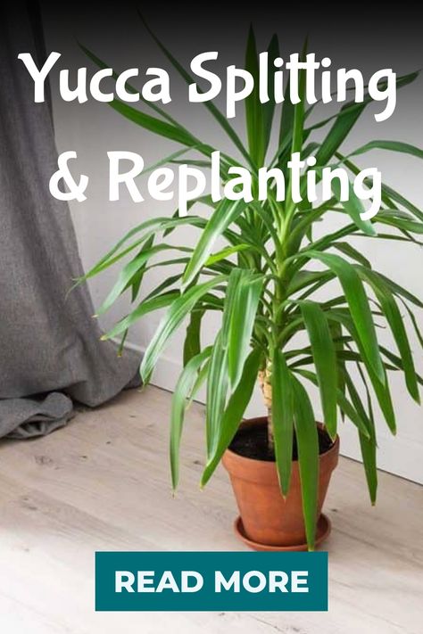 Yucca Splitting & Replanting Yuka Plant Indoor, Yucca Plant Indoor, Yucca Plant Care, Sensitive Plant, Yucca Plant, Plant Magic, Plant Care Houseplant, Crape Myrtle, Organic Soil