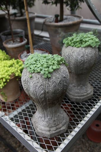 This pair of great urns are planted with a type of sedum, commonly known as stonecrop.  Sedum is a large genus of flowering plants that make great ground covers. Stonecrop Sedum, Ground Covers, The Greenhouse, Spring Bulbs, Flowering Plants, Blue Skies, Ground Cover, Martha Stewart, House Plants