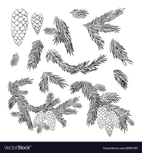 Coniferous Trees Drawing, Spruce Branch Tattoo, Spruce Tree Tattoo, Tree Branch Tattoo, Branch Drawing, Coniferous Forest, New Year Design, Branch Tattoo, Conifer Trees