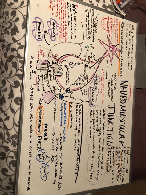 Neuromuscular Junction Notes, Action Potential, Neuromuscular Junction, Biology Projects, Physical Therapy Assistant, Medical Student Study, Nursing School Survival, Biology Lessons, Nursing School Notes