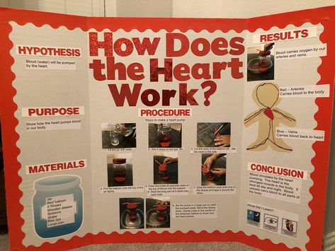 3rd Grade Science Experiments, Science Fair Topics, Biology Science Fair Projects, Science Project Board, Kids Science Fair Projects, Elementary Science Fair Projects, Science Fair Board, Science Exhibition Projects, Science Fair Projects Boards