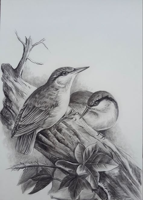 Pencil Shading Bird Drawings, Birds Sketches Pencil, Animal Design Tattoo, Landscape Pencil Drawings, Pencil Drawings Of Flowers, Pen Art Work, Pencil Drawings Of Animals, Sketch Images, Easy Drawings For Beginners