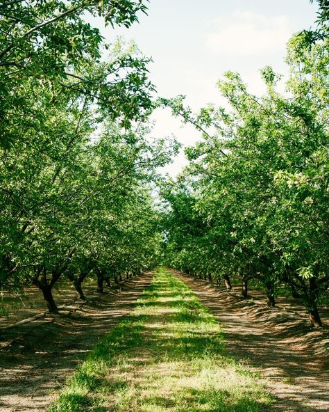 The endless almond farms in the Central Valley in California. Fun fact: the almonds in the second photo tasted like cucumber🥜 . . . . . #natgeotravel #landscape #abcmyphoto #photography #female #travelphotography #femalephotographer #natgeo #travel #landscapephotographer #photo #almonds #almondfarm #california #californiaagriculture #californiaalmonds #californiafarmsandranches #ranch #ranching #ranch #life #ranchlife #orchard #organic #organic #far #organicfarming California Central Valley, Comox Valley, California Farm, Oxnard California, Photography Female, California Almonds, Black Nose, Central Valley, Ranch Life