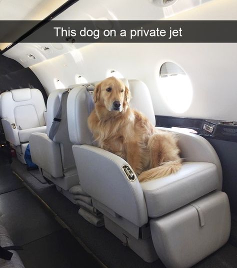 Spoiled-dogs-that-live-better-than-you Memes Dog, Spoiled Dogs, A Golden Retriever, Funny Dog Memes, Memes Humor, Fluffy Animals, Funny Animal Memes, Private Jet, Funny Animal Pictures