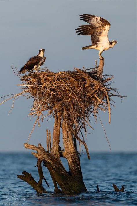 Steller's Sea Eagle, Sea Eagle, Eagle Nest, Bff Drawings, Eagle Bird, Giant Eagle, Architectural Inspiration, Bird Nest, Hawks