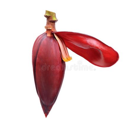 Banana blossom isolated on white background stock image Banana Blossom, Vector Technology, Image Background, Background Illustration, Stock Illustration, White Background, Blossom, Stock Images, Electronics