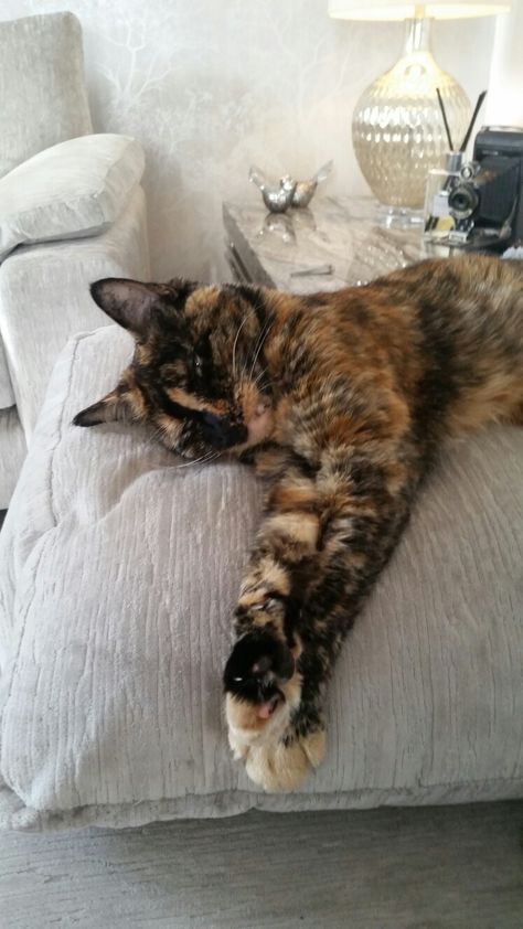 Tortoiseshell Cat Aesthetic, Tortoiseshell Cat Personality, Cats Calico, Tortie Cats, Tortoiseshell Cat, Calico Cats, Tortoise Cat, Cat Personalities, Dream's Cat