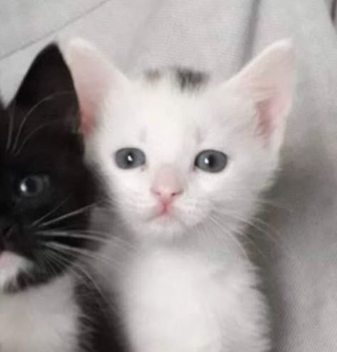 Cat Couple Pfp, Matching Cat Pfp Friends, Matching Cat Pfp, Cat Pfps, Matching Cat, Pfp Friends, White And Black Cat, Cat Dark, Black And White Couples