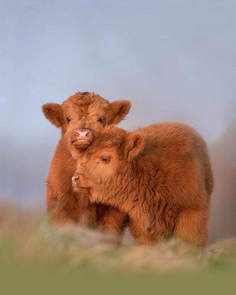 Cute Scottish Highland Cattle Calf Cuddling 📸by: @dickvanduijn Highland Cattle, Cow, On Instagram, Instagram