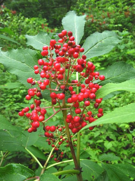 Sambucus racemosa (red elderberry): Go Botany Red Elderberry, Sambucus Racemosa, Oregon Plants, Washington Native Plants, New England States, Parts Of A Flower, Winter Colors, Native Plants, Botany