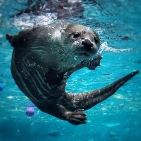 Otters Underwater, Otter Underwater, Best Swimmer, River Otter, Water Animals, Sea Otter, Under Water, Blue Hour, Ap Art