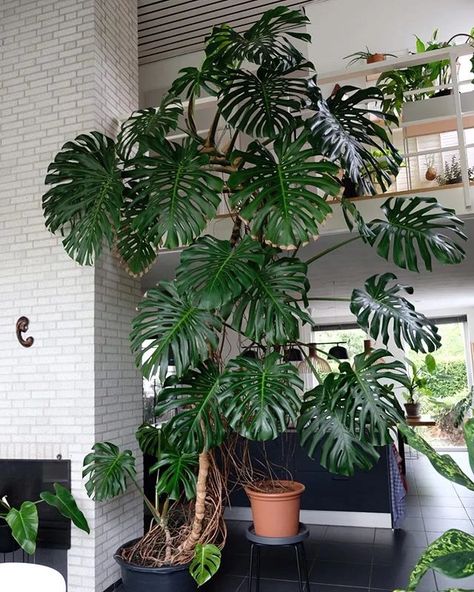 Monstera Plant Decorating Ideas ... Big Indoor Plants, Plant Goals, Plant Delivery, Plant Decor Indoor, Interior Plants, Monstera Plant, Plant Aesthetic, House Plants Decor, Monstera Deliciosa