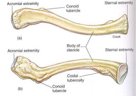 The clavicle bone. Physical Therapy Assistant Student, Appendicular Skeleton, Sternocleidomastoid Muscle, Human Skeleton Anatomy, Anatomy Bones, Physical Therapy Assistant, Gross Anatomy, Shoulder Bones, Skeleton Anatomy