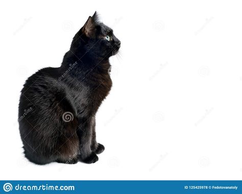 Photo about Studio portrait of the young black cat is sitting on a white background, is isolated on white. Side view. Image of expression, funny, bombay - 125425978 Cat Drawing Side View, Cat Standing Side View, Sitting Down Side View, Cat Sitting Side View, Cat Side Profile Drawing, Sitting Side Profile, Art Proportions, Cat Side Profile, Cat Side View