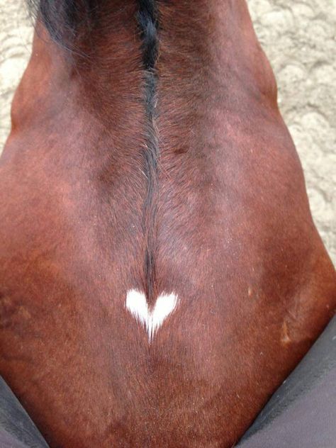 <3 Horse's Neck, Hearts In Nature, Heart In Nature, Love Is Everywhere, Horse Pics, Most Beautiful Animals, San Francesco, Be Still My Heart, All About Horses