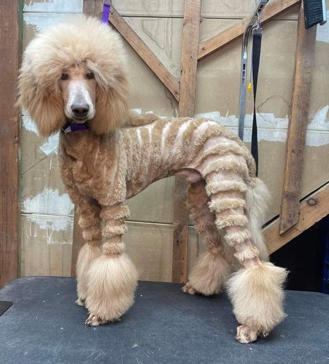 Long Poodle Haircut, Doodle Lion Haircut, Fancy Poodle Haircut, Cute Poodle Haircut, Types Of Poodle Haircuts, Male Poodle Haircut Styles, Mini Poodle Haircut Styles, Standard Poodle Haircut Styles, Poodle Teddy Bear Cut